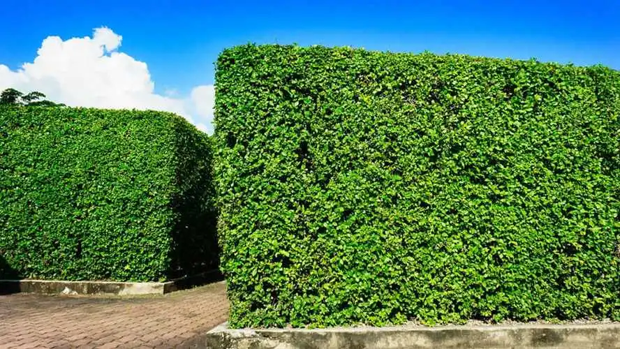 绿道建设与园林管理：面试问题深度解析，打造人与自然和谐共生之地！